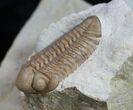 Kainops Trilobite (Double) - Black Cat Mountain #9459-4